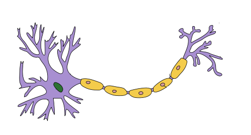 Neuron